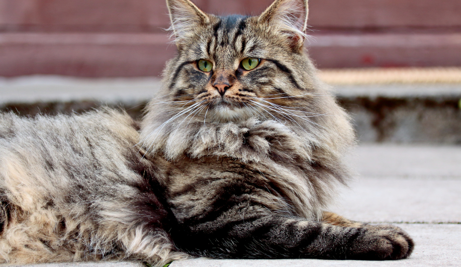 Norwegian Forest Cat vs Siberian Cat Comprehensive Guide
